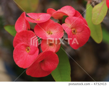 Hanaquilin flower Hanaquilin flower 4732413