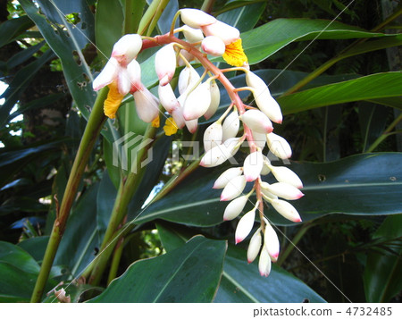 Moon peach blossom Moon peach blossom 4732485