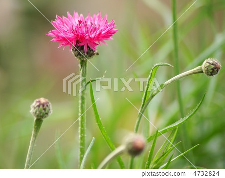 Yagurumagiku (thick pink): Aragakusori 4732824