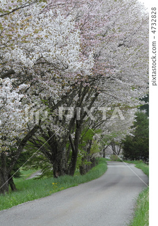 Kasumisakura的櫻花 4732828