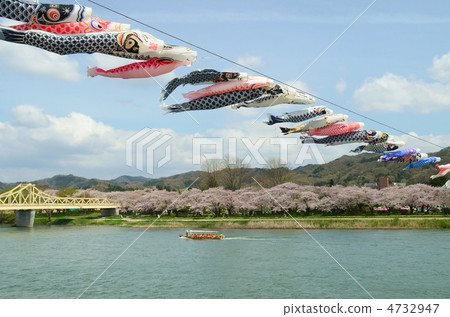 Cherry tree and carp streamer of Kitakami Katsuji area 4732947