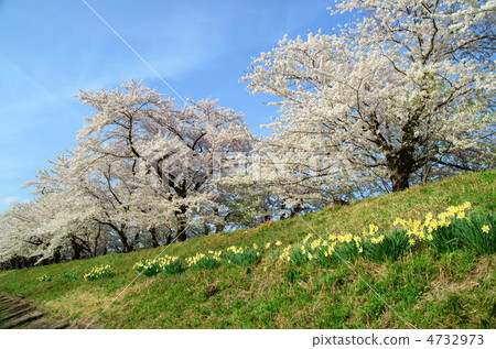 Uchikawa的秋田Kakunodori Hinoki櫻花樹 4732973