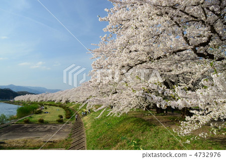 Uchikawa的秋田Kakunodori Hinoki櫻花樹 4732976