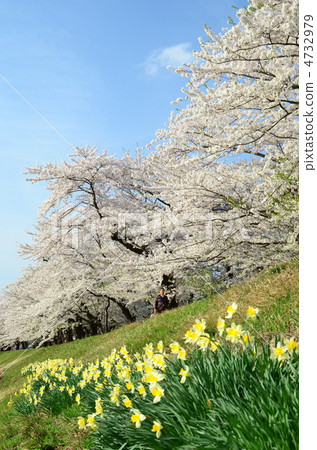 Akita Kakunodori Hinoki cherry tree in Uchikawa 4732979