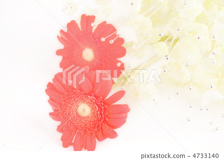 Gerbera Gerbera 4733140