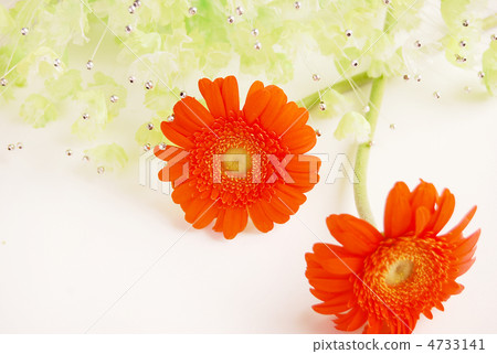 Gerbera Gerbera 4733141