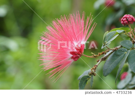 Kali Andorra 4733236