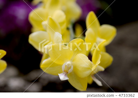 Phalaenopsis 4733362