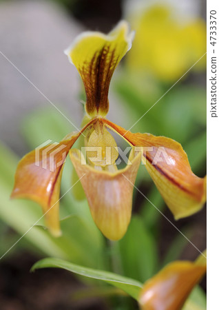 兜蘭virosumu 4733370