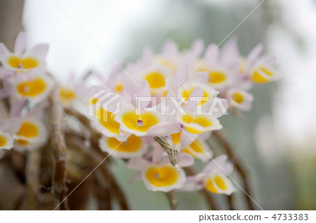 Dendrobium · Fur Merry Dendrobium · Fur Merry 4733383