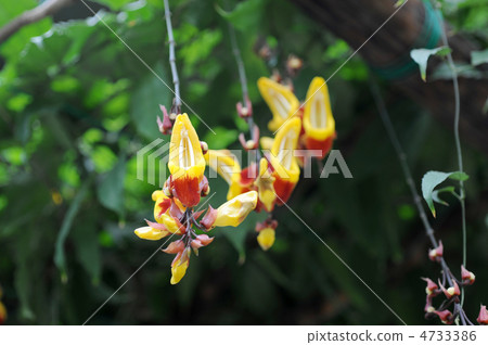 Tsunbergia Myresolesis 4733386