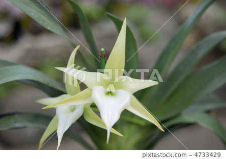 Angletecam Sesquipendale 4733429