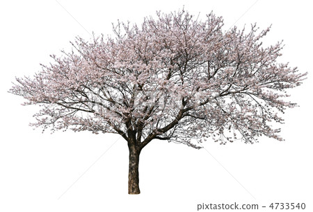 Cherry tree clipping 4733540