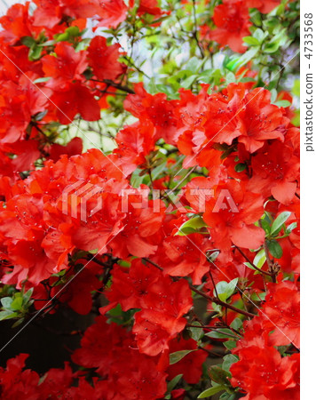 霧島杜鵑花（紅色）：霧島 4733568