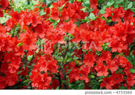 Kirishima azalea (red): Kirishima 4733569