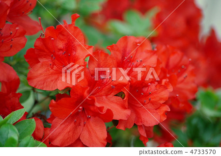 Kirishima azalea (red): Kirishima 4733570