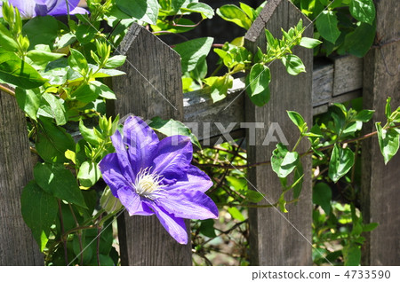 Clematis Clematis 4733590