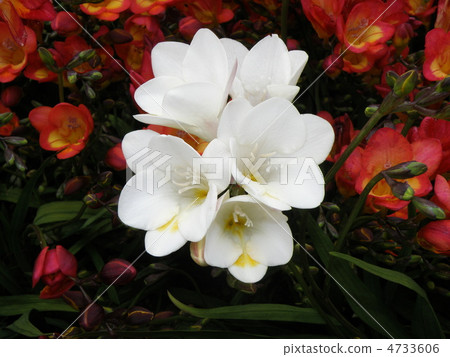 Freesia 4733606