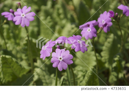 Primula 4733631