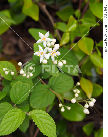 Marubautsugi 4733643