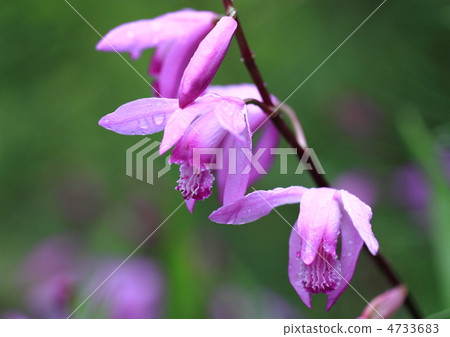 Purple get wet in dew 4733683