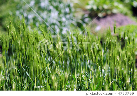 小麥的耳朵 - 2 小麥的耳朵 - 2 4733799