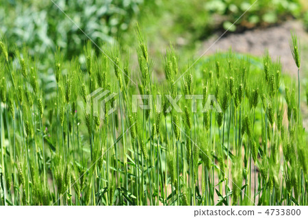 Ears of wheat - 1 4733800