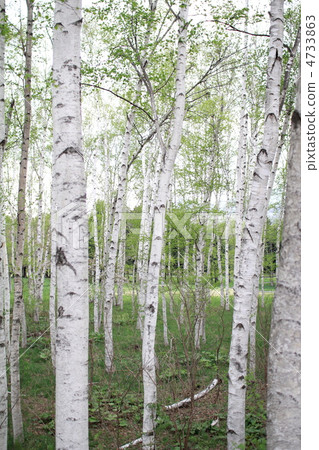Birch forest in spring park 4733863