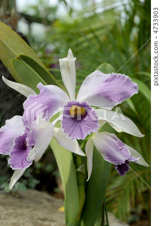 Cattleya Triane Cattleya Triane 4733903