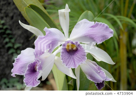 Cattleya Triane 4733904