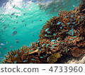 石垣島海 - 低音新鮮的眼睛，珊瑚礁和藍天 4733960