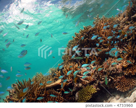 石垣島海 - 低音新鮮的眼睛,珊瑚礁和藍天 石垣島海 - 低音新鮮的眼睛,珊瑚礁和藍天 4733960