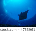 曼谷在石垣島雄偉的海洋中游泳 4733961