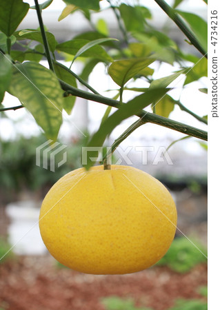 Summer mandarin oranges growing into trees, grown in a greenhouse Summer mandarin oranges growing into trees, grown in a greenhouse 4734216