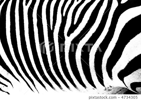 白 white 白色 4734305