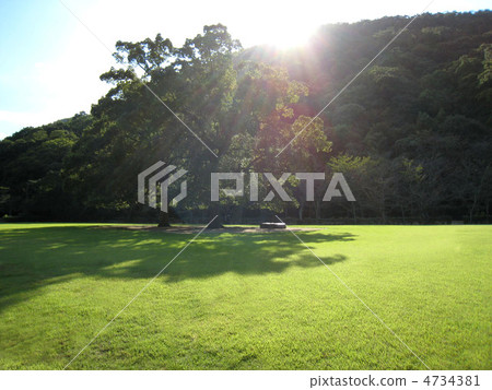 草坪和樹和陽光 草坪和樹和陽光 4734381