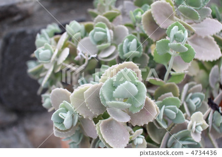 盆栽 Misebaya 多肉植物 4734436