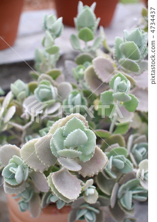 Potted Misebaya succulent plant Potted Misebaya succulent plant 4734437