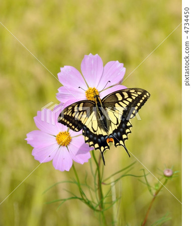 Cosmos and swallowtail butterfly Cosmos and swallowtail butterfly 4734450