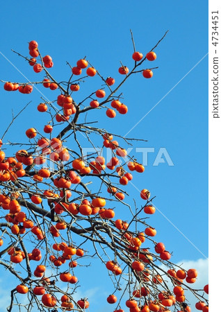 Persimmon nuts Persimmon nuts 4734451