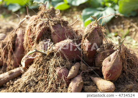Potatoes 4734524