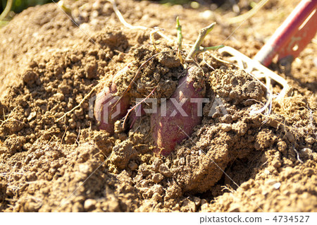 Imohori Imohori 4734527