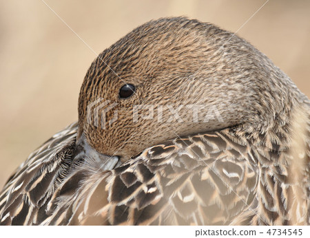 Pintail 4734545