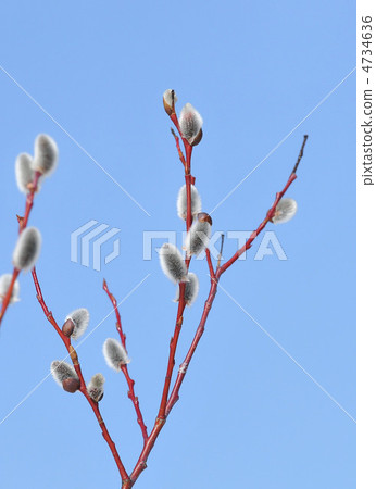 Feline Willi Feline Willi 4734636