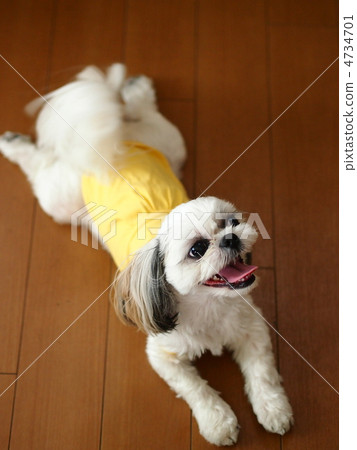 笑著西施 4734701