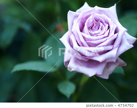 紫玫瑰 4734702