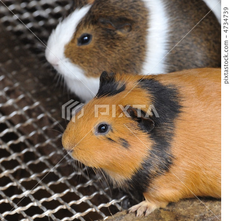 Guinea pig 4734739