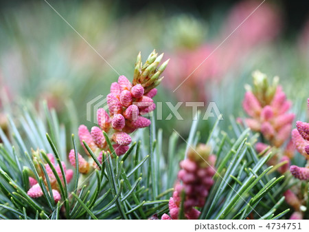 Female flower of pine Female flower of pine 4734751