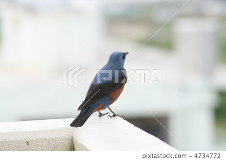 Sea bulbul Sea bulbul 4734772