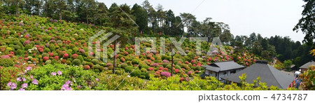 鹽船Kannon杜鵑花全景照片 4734787